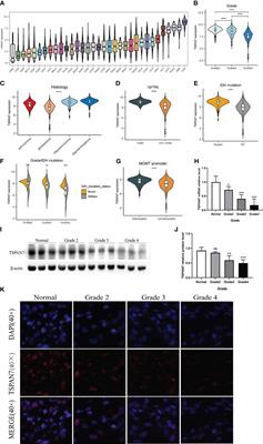 Functional characterization of TSPAN7 as a novel indicator for immunotherapy in glioma